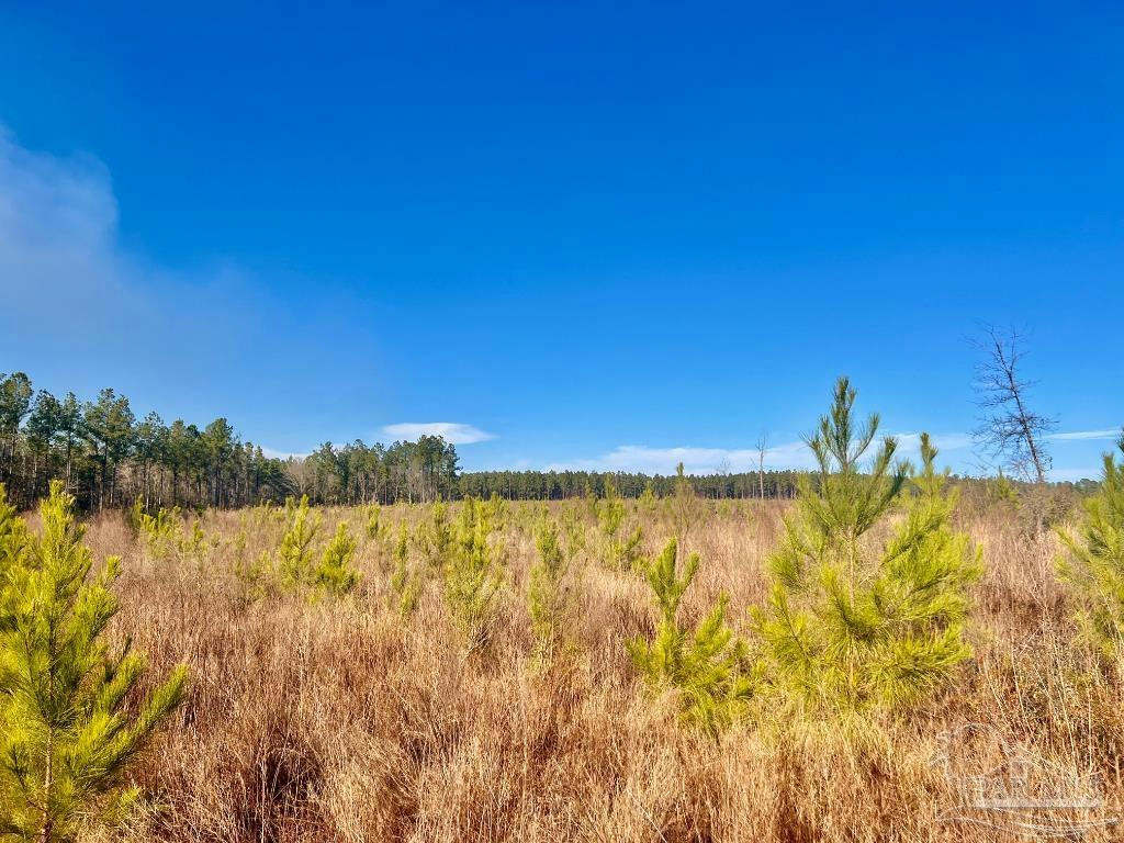 LOT 11-RS HWY 182, JAY, FL 32565, photo 1 of 9