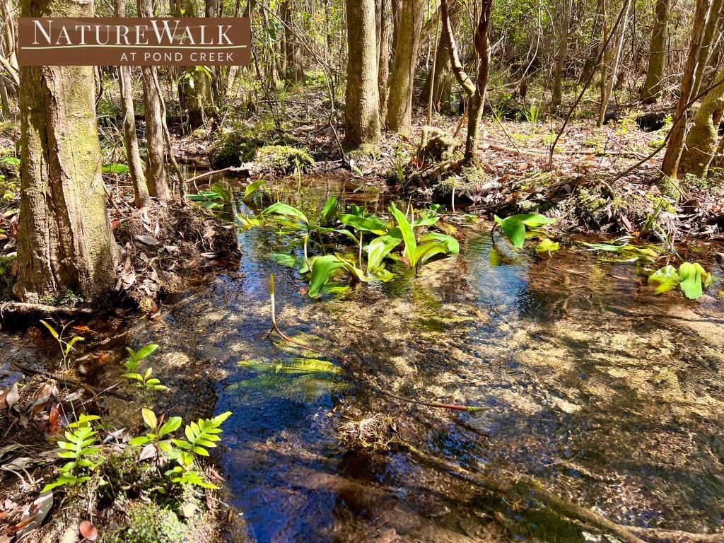 LOT 12 NATURE WALK RD, PACE, FL 32571, photo 1 of 34