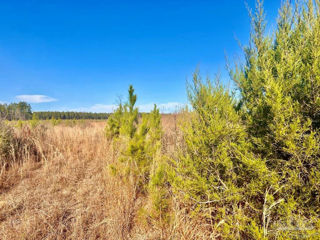 LOT 12-RS HWY 182, JAY, FL 32565, photo 1 of 11
